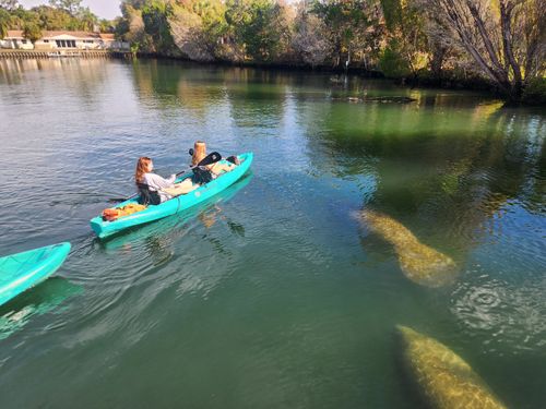 Guided Manatee Kayak Tours (Nov 15 - Mar 31)